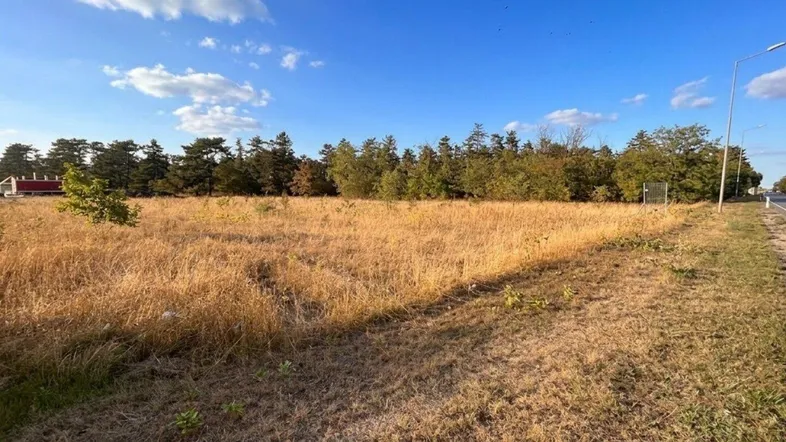 Weitläufiges trockenes Feld mit Bäumen im Hintergrund unter einem klaren blauen Himmel.