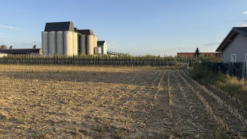 Weites Feld mit abgeernteten Pflanzen und industriellen Silos im Hintergrund unter klarem Himmel.