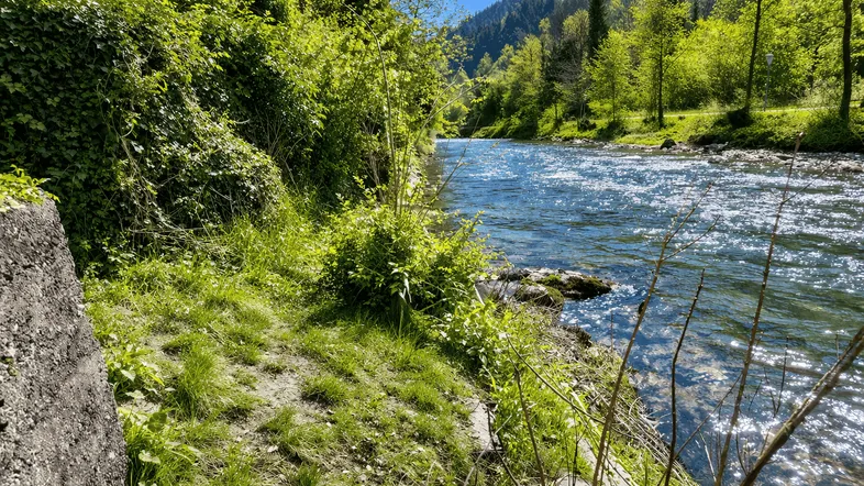 Flussufer mit üppiger Vegetation und klarem Wasser unter blauem Himmel, umgeben von grünen Hügeln.