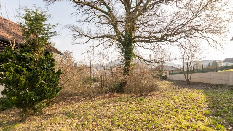 Großer Baum auf dem Grundstück mit Blick auf die umliegende Landschaft und weitere Häuser.