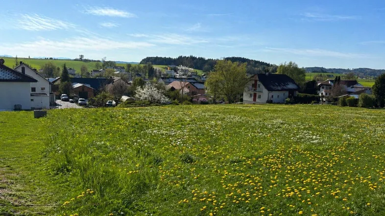 Weitläufiges Feld mit gelben Blumen und Blick auf die umliegende ländliche Bebauung unter blauem Himmel.