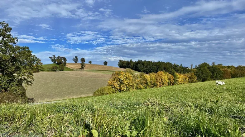 Weitläufige grüne Landschaft mit Feldern und Bäumen unter einem bewölkten Himmel.