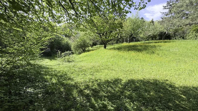 Weitläufige grüne Gartenfläche mit Bäumen und viel natürlichem Licht an einem sonnigen Tag.