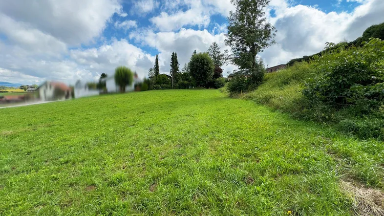 Weitläufige grüne Wiese mit Bäumen am Horizont und bewölktem Himmel.