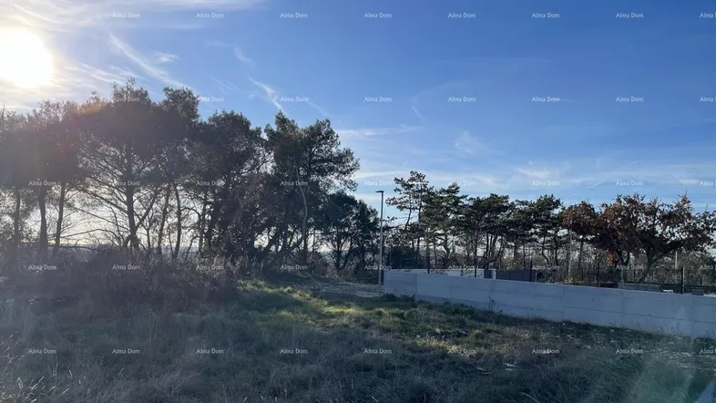 Sonniges Grundstück mit Bäumen und einer Betonmauer im Hintergrund, umgeben von natürlicher Vegetation.