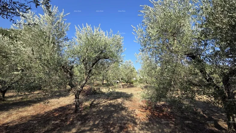 Olivenhain mit trockener Erde und blauem Himmel, die Bäume werfen lange Schatten auf den Boden.