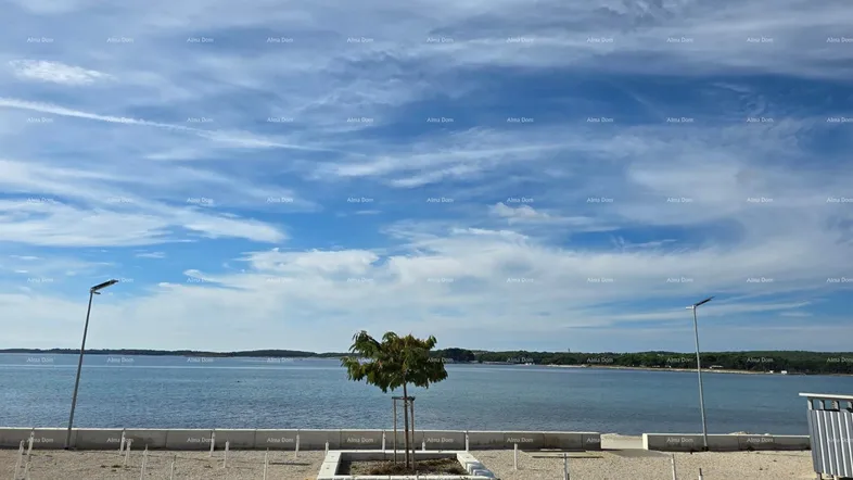 Ruhige Meereslandschaft mit einem einzelnen Baum am Ufer und weitem Blick auf das Wasser.