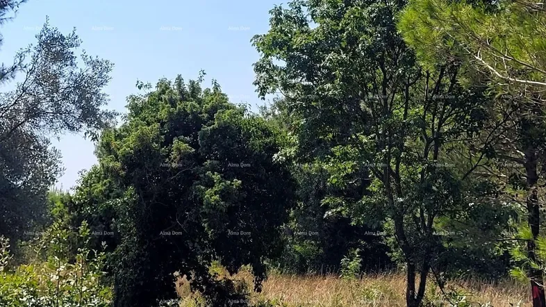 Weitläufiges, naturbelassenes Grundstück mit üppiger Vegetation und hohen Bäumen unter blauem Himmel.