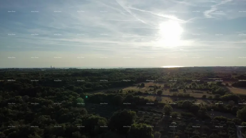 Luftaufnahme einer weiten, grünen Landschaft mit dichtem Baumbestand und einem sonnigen Himmel über dem Horizont.
