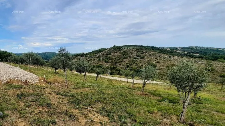 Weitläufige Landschaft mit Olivenbäumen und hügeligem Gelände unter bewölktem Himmel, ideal für Naturliebhaber.