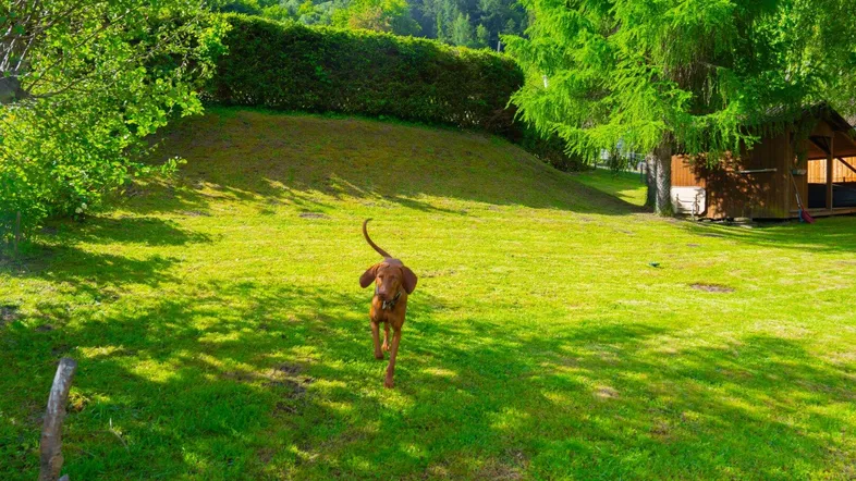 Große, gepflegte Rasenfläche eines Gartens mit einem spielenden Hund, umgeben von Bäumen und einem kleinen Holzhaus.