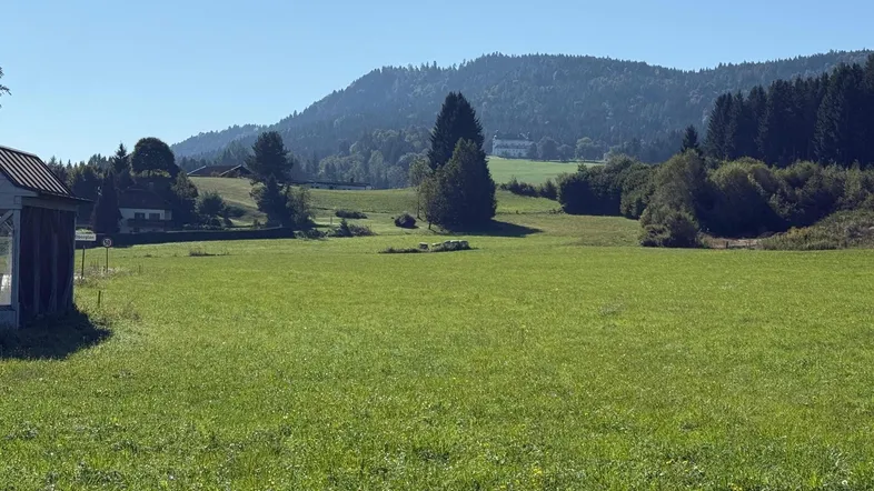Weitläufige grüne Wiesenlandschaft mit bewaldeten Hügeln im Hintergrund unter strahlend blauem Himmel.