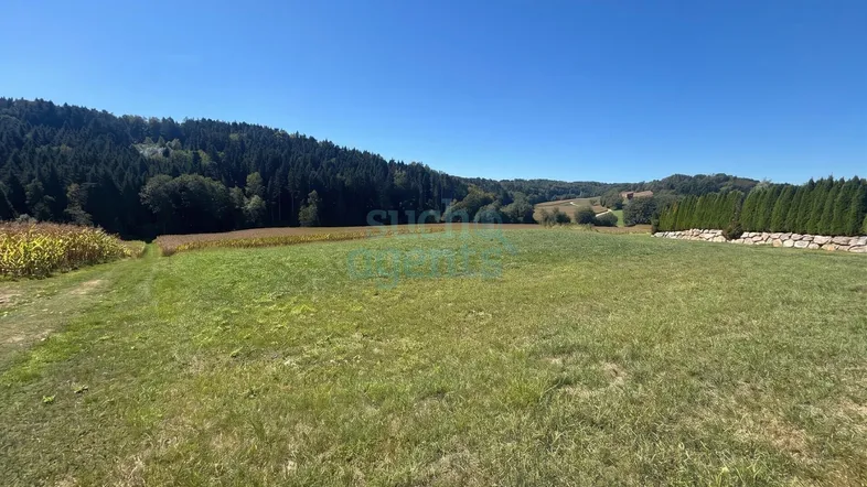 Weitläufiges grünes Feld mit Wald im Hintergrund unter klarem blauem Himmel und einer Hecke.
