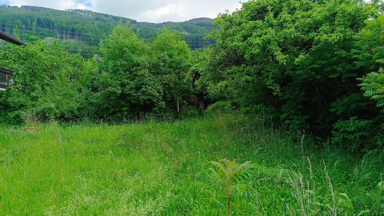 Grüne Wiese mit üppiger Vegetation und bewaldeten Hügeln im Hintergrund unter bewölktem Himmel.