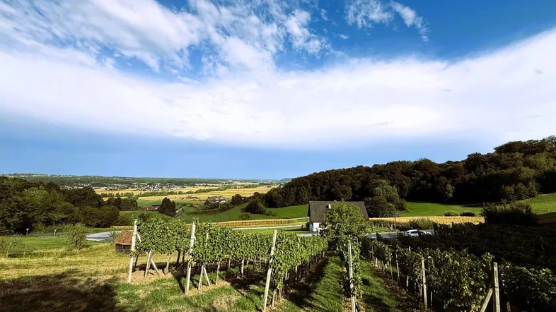 Weitläufiger Blick über Weinberge und die umliegende Landschaft unter einem blauen Himmel.