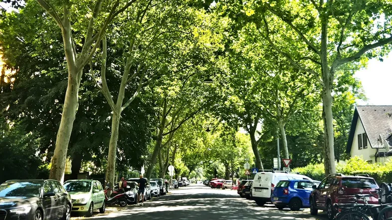 Baumgesäumte Straße mit parkenden Autos und viel Grün, die eine ruhige Wohngegend zeigt.