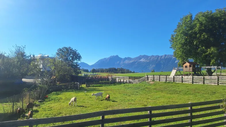 Grüne Wiese mit weidenden Tieren, Spielplatz und Bergblick unter blauem Himmel.