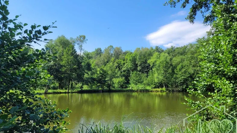 Idyllischer Teich umgeben von dichtem Grün und Bäumen unter strahlend blauem Himmel.