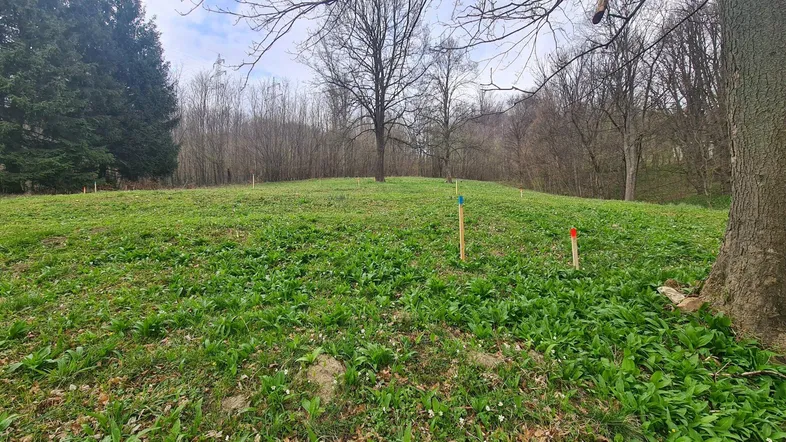 Grünes, leicht hügeliges Grundstück mit Bäumen im Hintergrund und Markierungen im Gras.