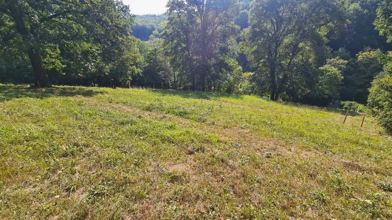 Weitläufige Grünfläche mit natürlicher Vegetation und Baumbestand in hügeliger Landschaft unter hellem Himmel.