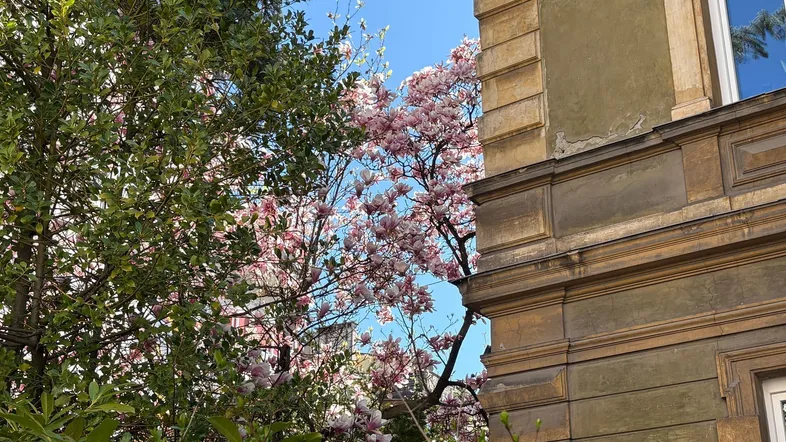 Detailansicht einer historischen Fassade mit blühenden Magnolienbäumen im Frühling.