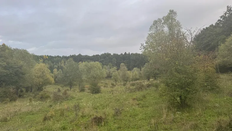 Hügelige Landschaft mit Bäumen und Wiesen unter bewölktem Himmel, ideal für Naturliebhaber.
