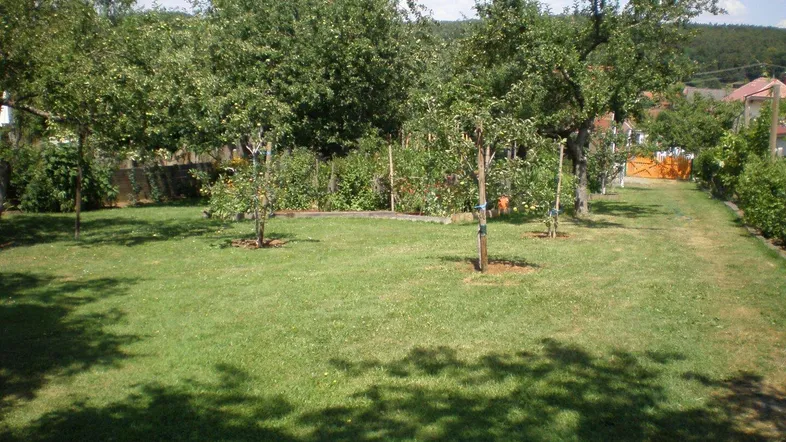 Grüner Garten mit Rasenfläche und jungen Obstbäumen unter blauem Himmel.