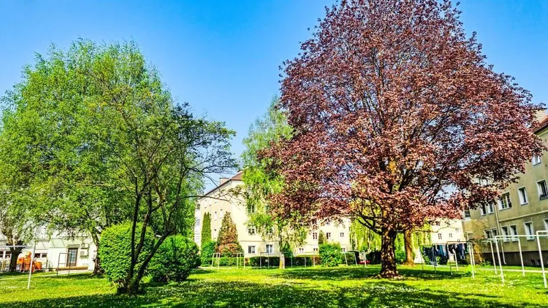 Grüne Außenanlage mit Bäumen und Wohngebäuden im Hintergrund unter blauem Himmel.