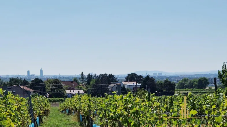Weitläufiger Weinberg mit Blick auf die Stadt in der Ferne unter klarem blauem Himmel.