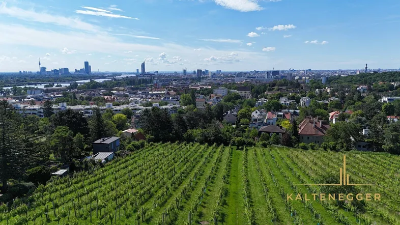 Luftaufnahme von Weinbergen mit Blick auf die Stadt Wien und die Donau unter blauem Himmel.