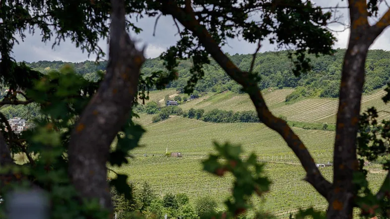 Malerischer Blick auf weitläufige Weinberge und grüne Hügel durch Baumkronen.