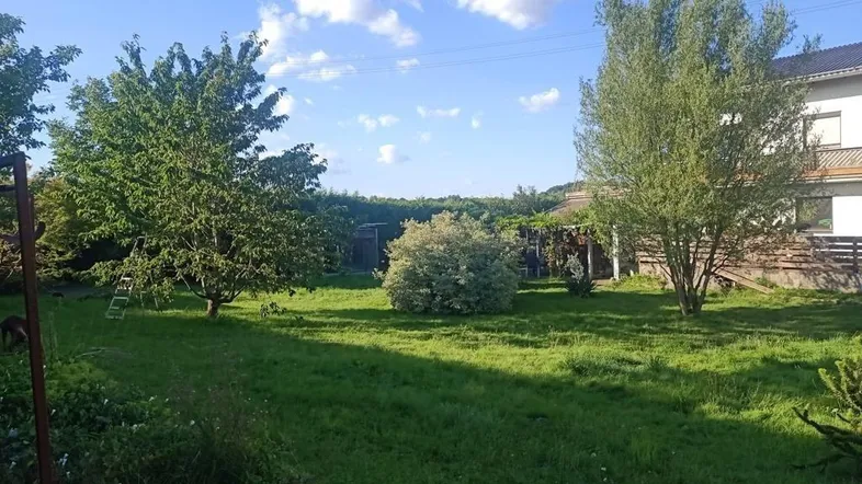 Heller, sonniger Garten mit Rasenfläche und hohen Bäumen vor dem Haus.