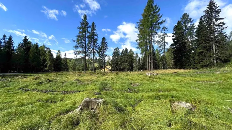 Weitläufige grüne Landschaft mit Nadelbäumen und einem Gebäude im Hintergrund unter blauem Himmel.