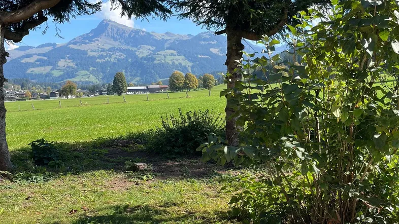 Blick auf grüne Wiesen und majestätische Berge unter blauem Himmel, umrahmt von Bäumen.