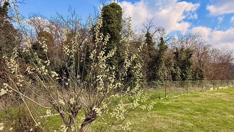 Grüne Gartenfläche mit blühenden Sträuchern und Bäumen unter blauem Himmel.