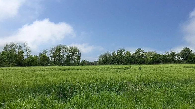 Weites grünes Feld unter blauem Himmel mit Bäumen im Hintergrund, vermittelt ländliche Ruhe.