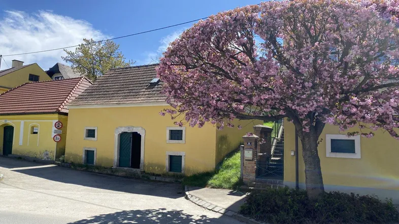 Traditionelles gelbes Gebäude mit Ziegeldach und einem blühenden Baum im Frühling an einer Straße.