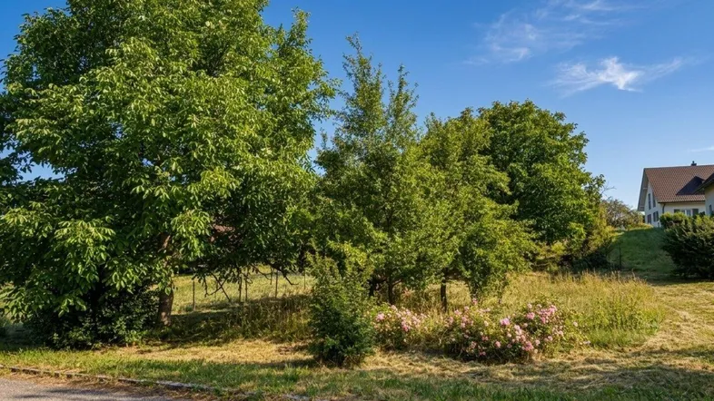 Grünes Grundstück mit Bäumen und Wiesenfläche unter blauem Himmel, ideal für Naturliebhaber.