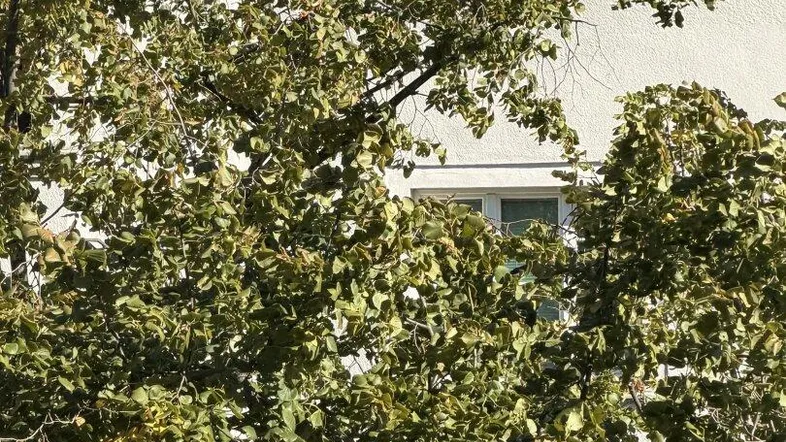 Teil einer weißen Gebäudefassade mit Fenstern, umgeben von dichtem, grünem Laubwerk eines Baumes.