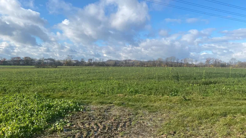 Weite grüne Felder unter einem blauen Himmel mit Wolken, umgeben von Bäumen in der Ferne.