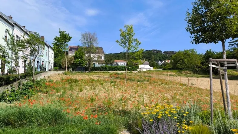 Weitläufiges unbebautes Grundstück mit Wildblumen und Blick auf umliegende Wohnhäuser und grüne Hügel.