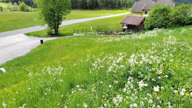 Weitläufige grüne Landschaft mit blühenden Wiesen und einem Haus am Horizont vor bewaldeten Bergen.