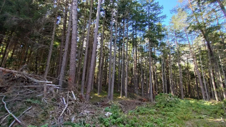 Dichter Wald mit hohen Nadelbäumen und Unterholz, beleuchtet von der Sonne.