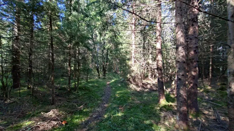 Waldweg mit dichtem Baumbestand und sonnigen Lichtungen, ideal für Spaziergänge in der Natur.