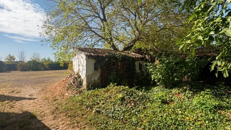 Altes, verfallenes Nebengebäude im Garten, teilweise mit Efeu bewachsen und von einem Baum überragt.