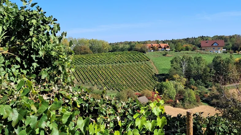 Malerische Landschaft mit Weinbergen und Häusern unter blauem Himmel.