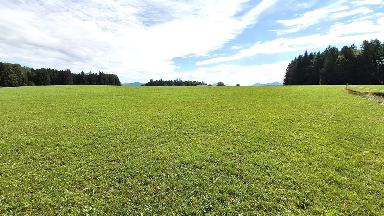 Weitläufige grüne Wiese mit Waldrand und Bergen im Hintergrund unter blauem Himmel.
