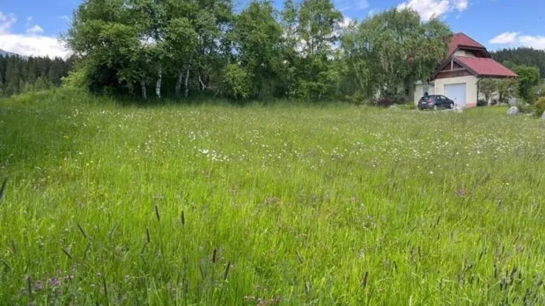Weitläufige grüne Wiese mit blühenden Wildblumen und einem Haus im Hintergrund unter blauem Himmel.