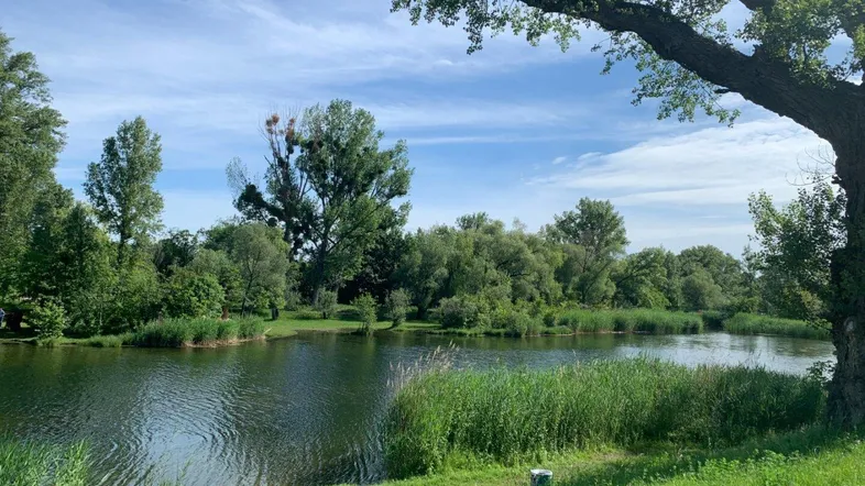 Malerischer See umgeben von üppigem Grün und Schilf unter einem blauen Himmel mit Wolken.