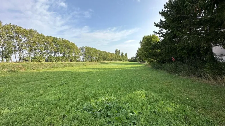 Weitläufiges grünes Feld unter blauem Himmel, umgeben von einer Reihe hoher Bäume.